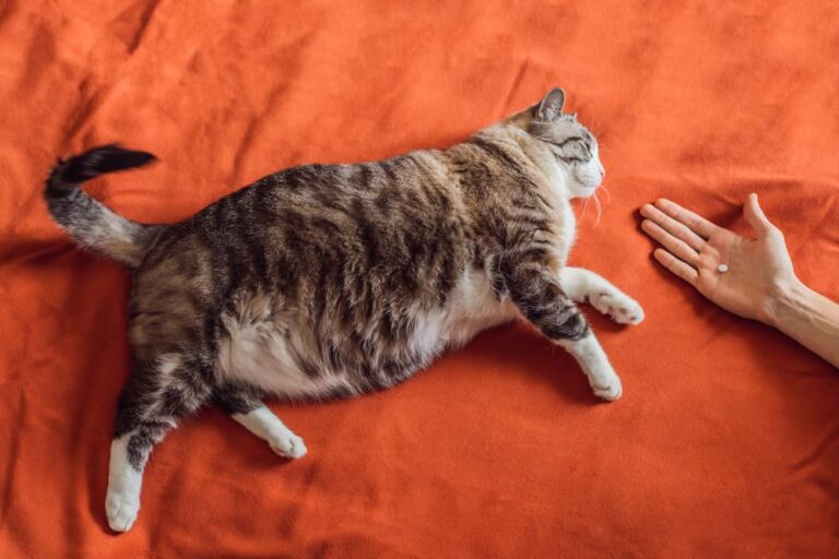 Kidney Disease in Cats Treatment Plan Great Pet Care