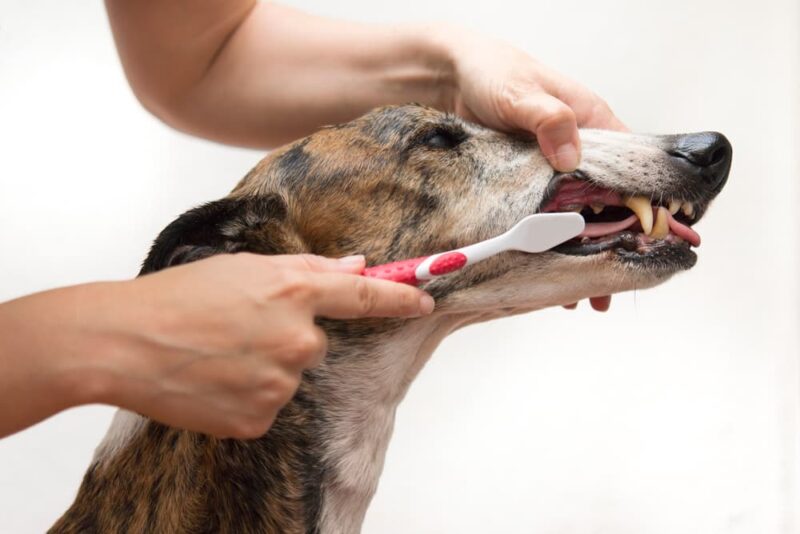 Brushing a Dog’s Teeth Steps and Tips Great Pet Care