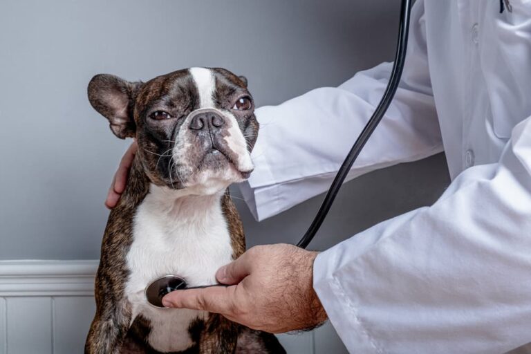 Vet listening to dog's heart