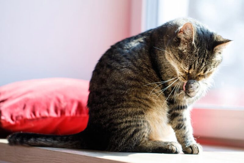 Can Cats Have Allergies? Great Pet Care