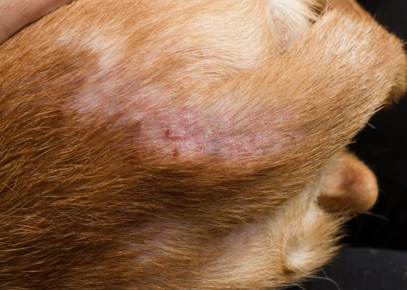 Flea Bites on Dogs What Do They Look Like? Great Pet Care