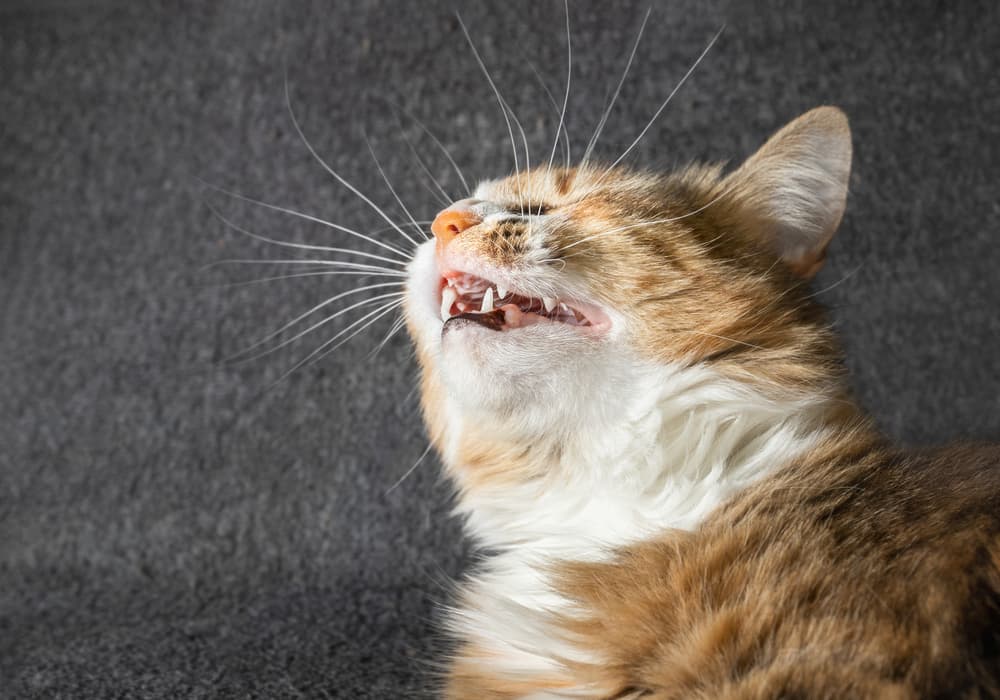 Cat sneezing