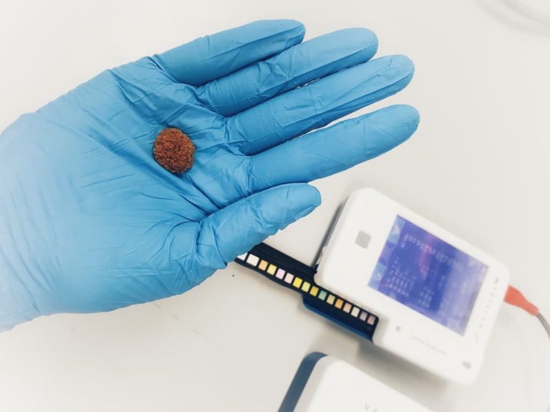 Kidney Stones in Dogs Causes and Treatment Great Pet Care