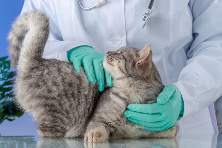 What Are Cats Allergic To? Common Allergens Great Pet Care