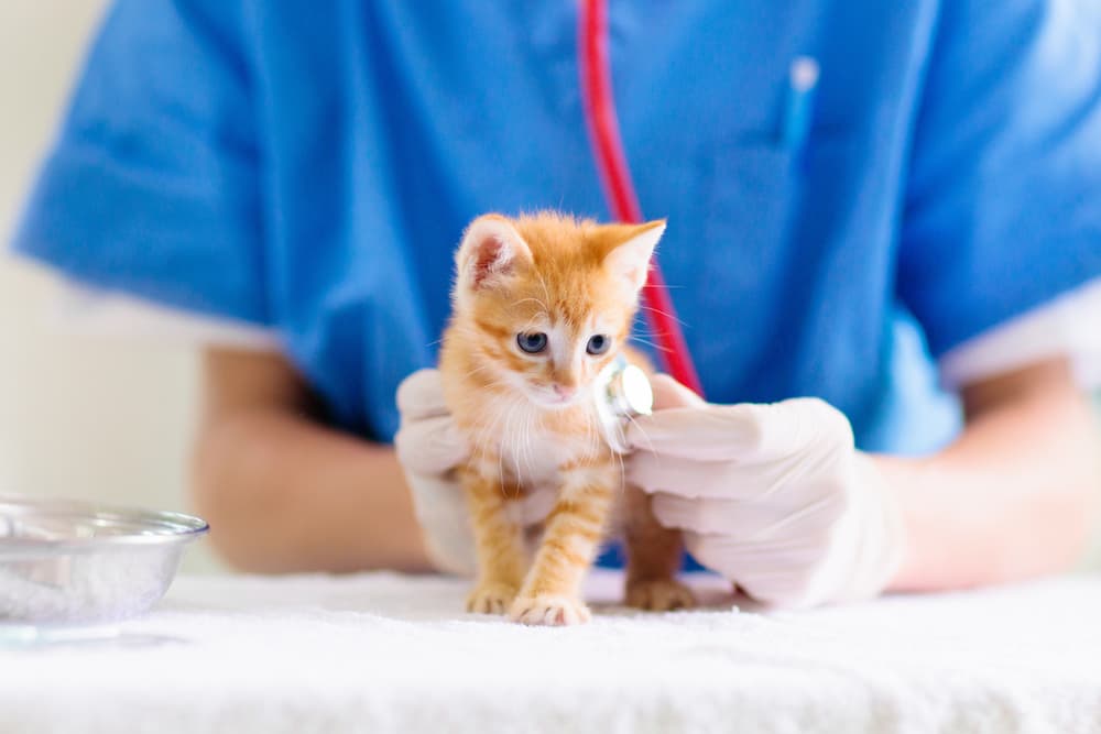 Small kitten at vet