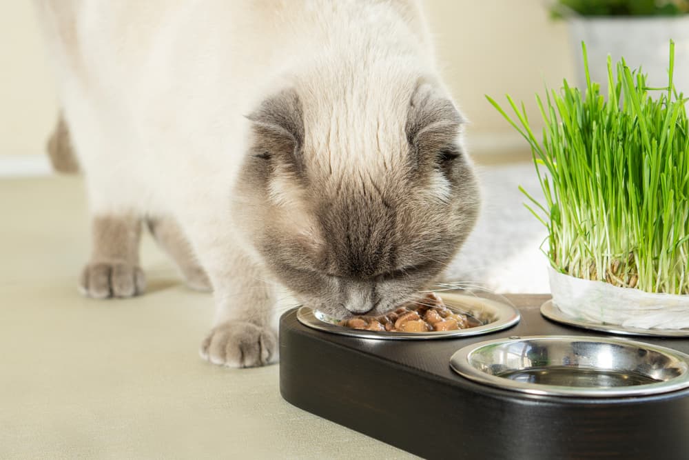 Cat eating wet food