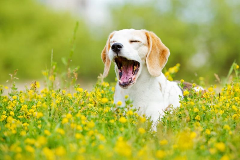 What Are Dogs Allergic To? Common Allergens Great Pet Care