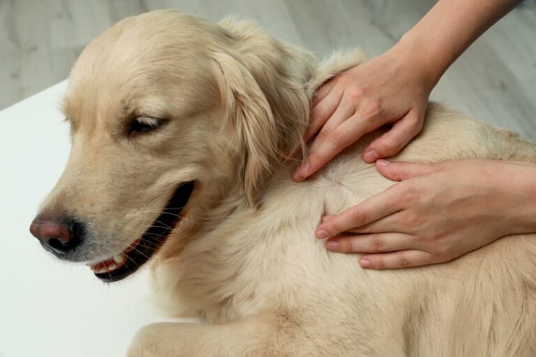 How to Treat a Tick Bite on a Dog Great Pet Care