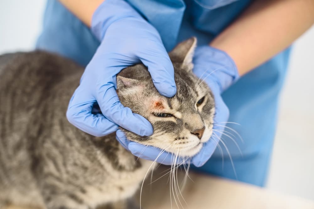 Veterinarian examining cat