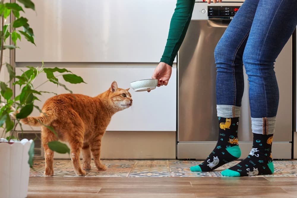 Women feeding her cat