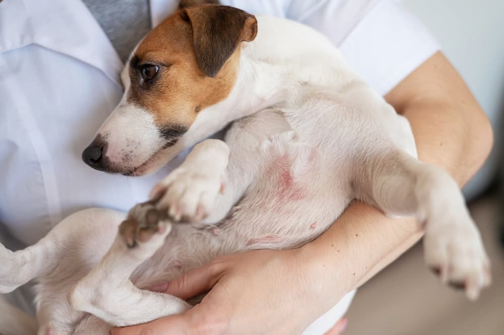 Benadryl for best sale jack russell