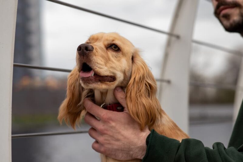 What Can I Give My Dog for Allergies? Great Pet Care