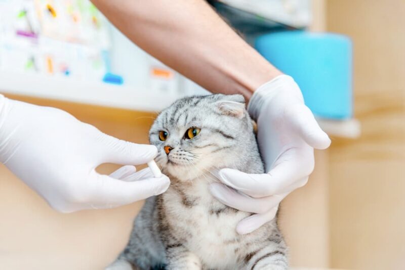 Hyperthyroidism in Cats Treatment Plan Steps and What to Expect