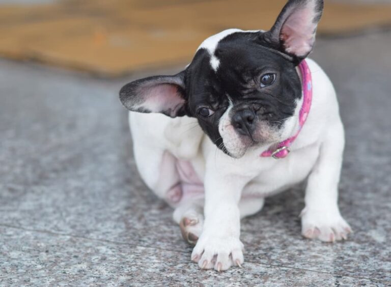 Heat Rash on Dogs Signs and Treatment Great Pet Care