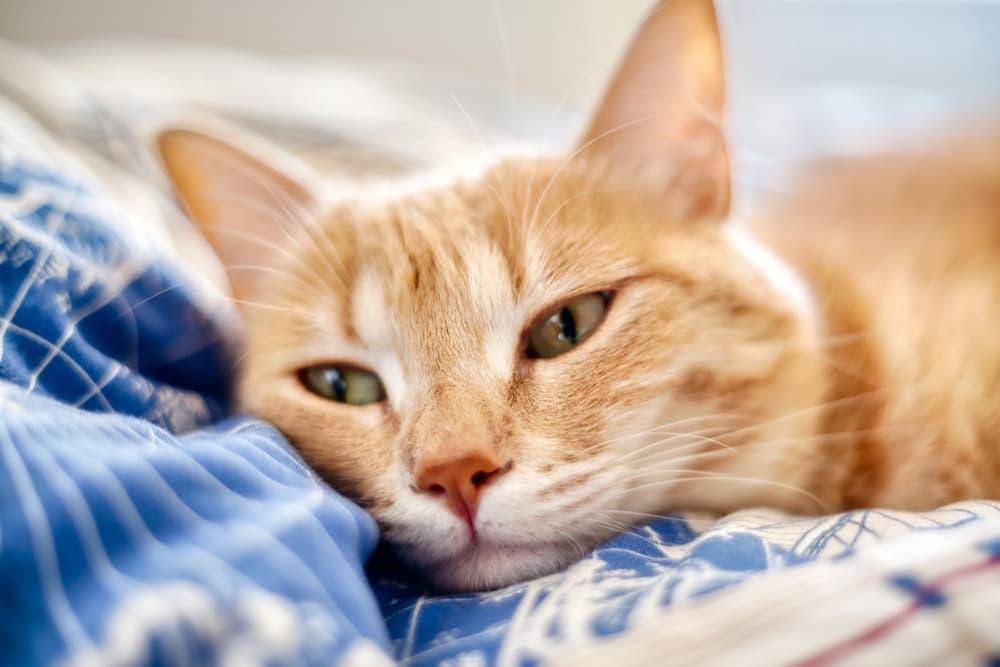 Cat snuggling in a blanket at home