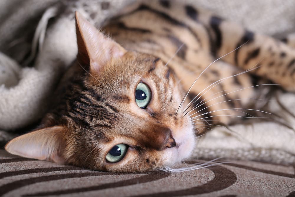 Cat Heart Disease Causes, Signs and Treatment Great Pet Care