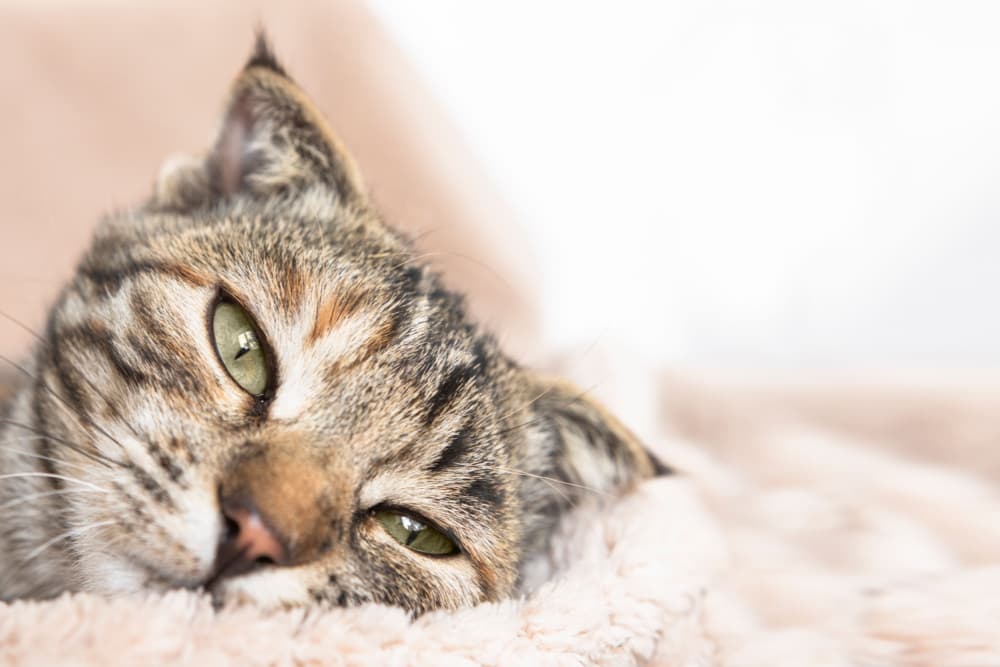 Cat laying on a bed sick with cat heart disease