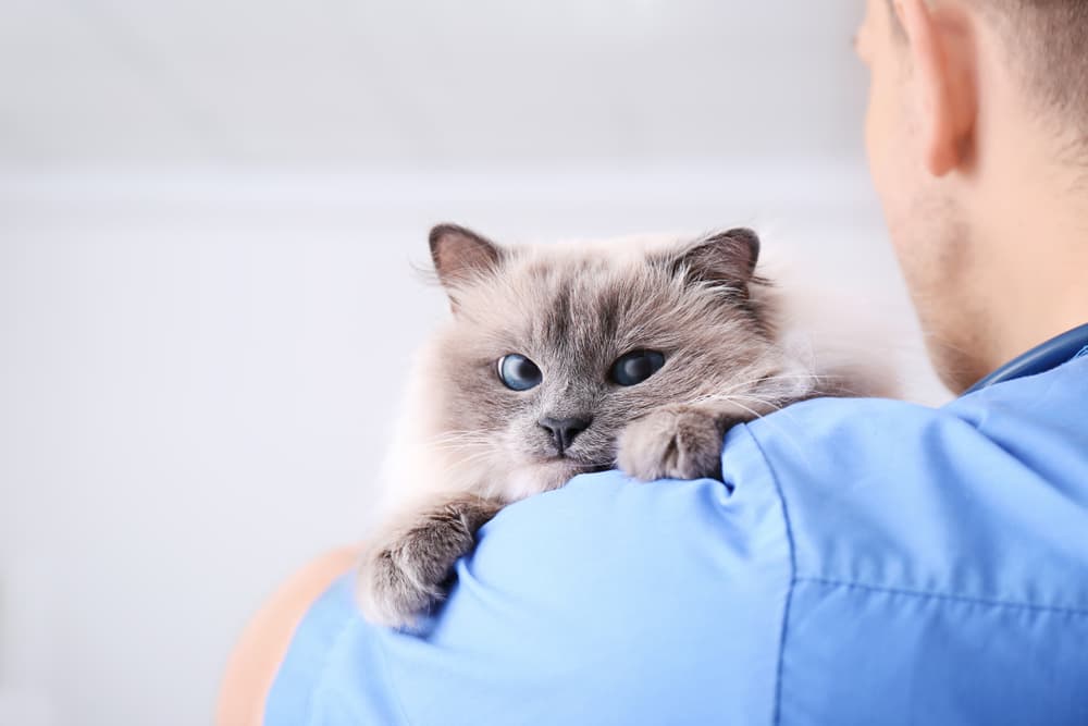 Cat at the vet being treated