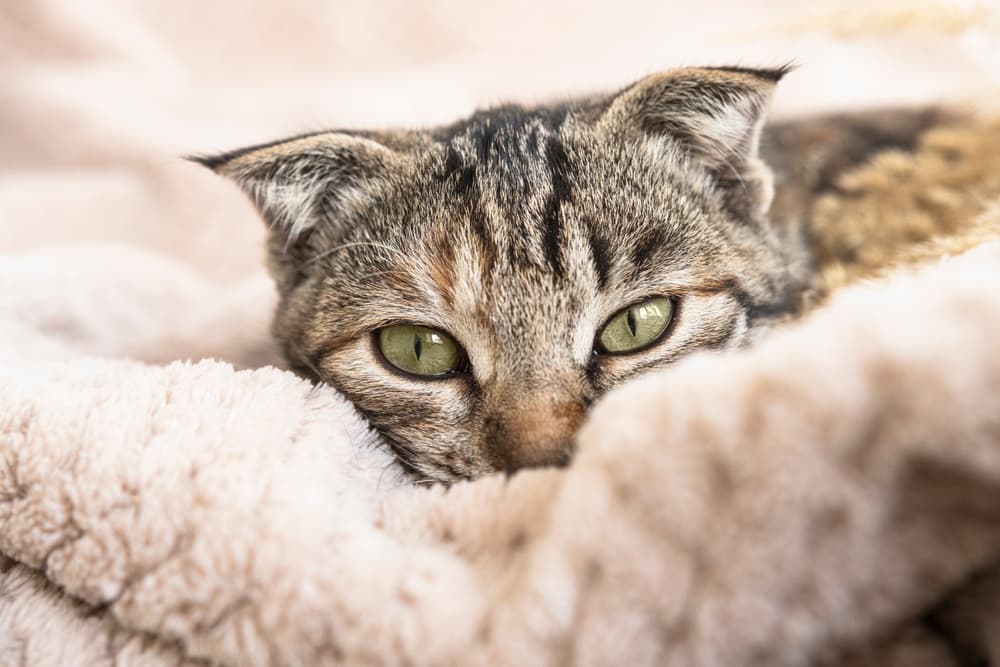 Enlarged Heart (Dilated Cardiomyopathy) in Cats Great Pet Care