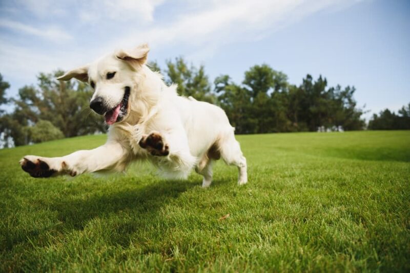 Can Dogs Have Allergies? Great Pet Care