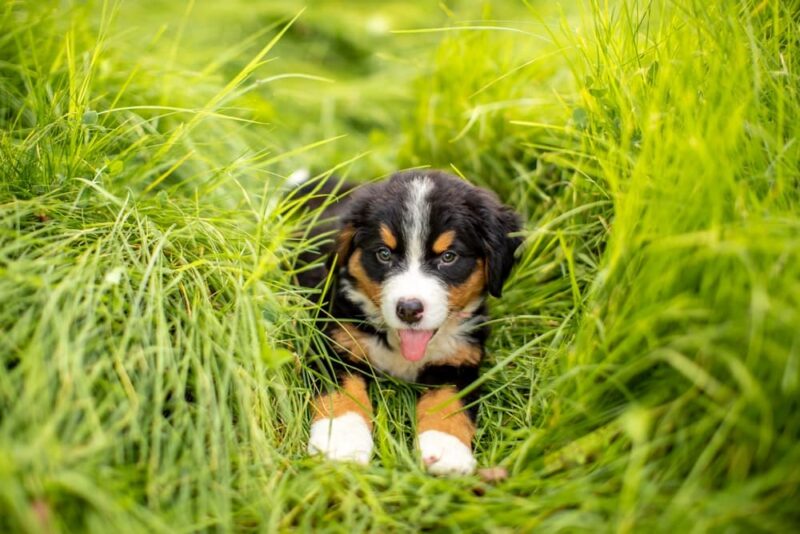 can-dogs-have-allergies-great-pet-care
