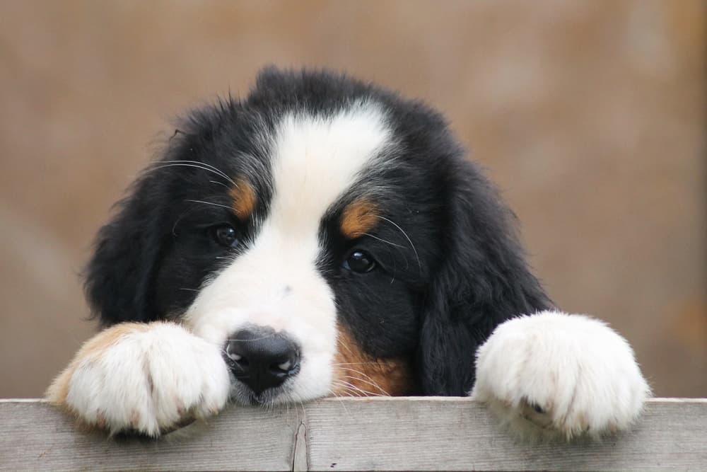 Dog holding onto a fence outside