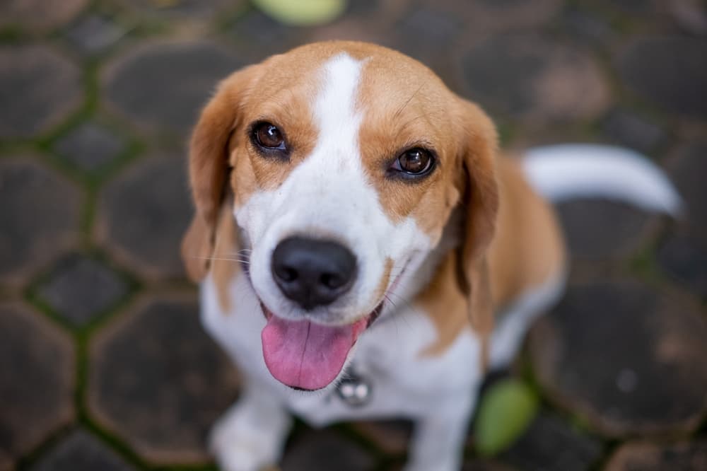 Dog smiling up to camera