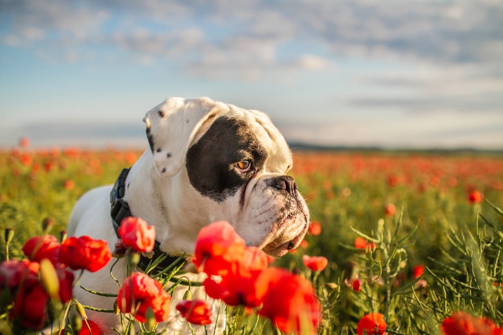 Can Dogs Have Seasonal Allergies? | Great Pet Care