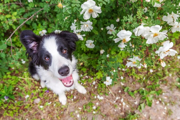 Can Dogs Have Seasonal Allergies? Great Pet Care
