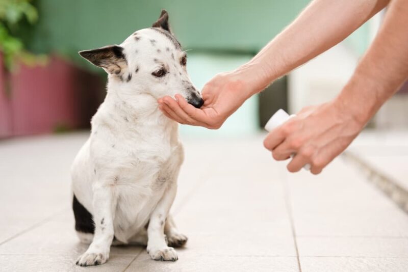 Can Dogs Have Seasonal Allergies? Great Pet Care