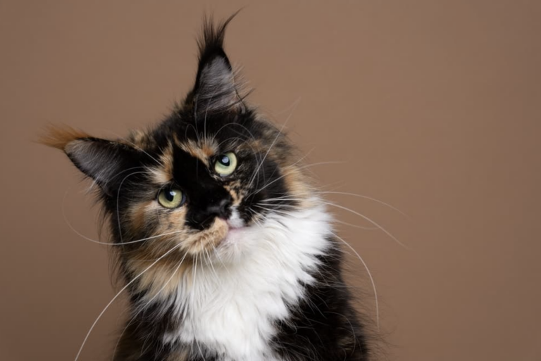 Cat head tilt wondering what a normal cat heart rate is