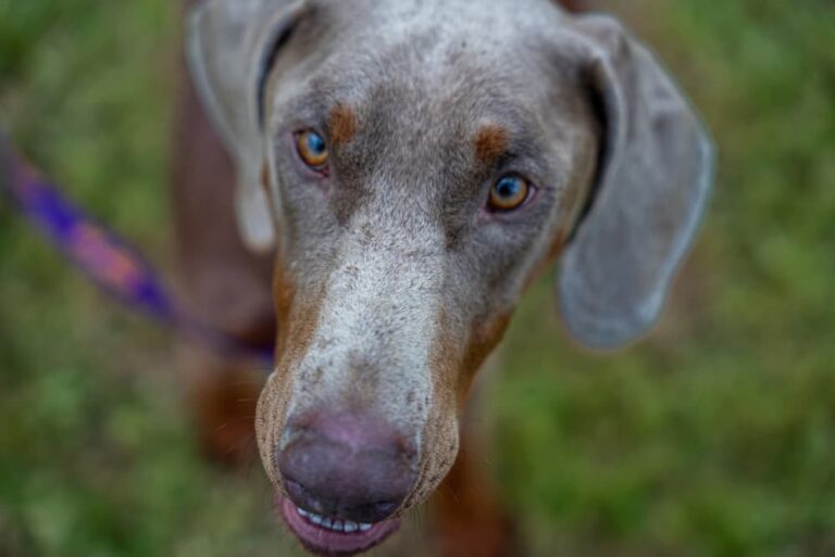 Hypothyroidism in Dogs Great Pet Care