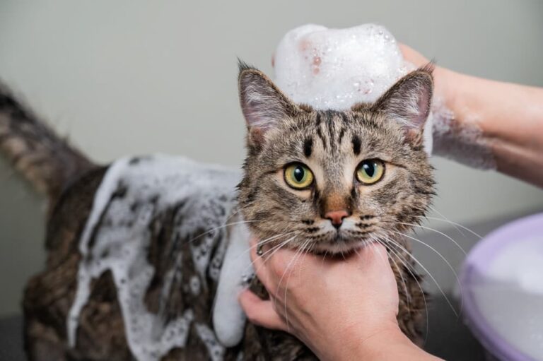 How Can I Soothe My Cat’s Itchy Skin? Great Pet Care