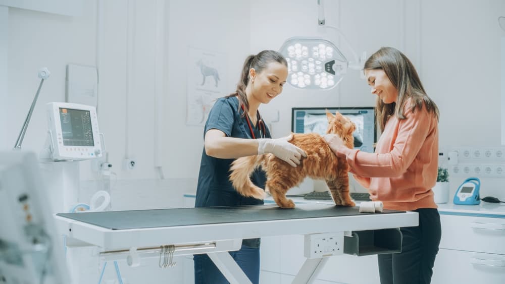 Cat at vet with pet parent