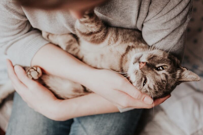 How to Comfort a Cat in Pain 10 Tips Great Pet Care