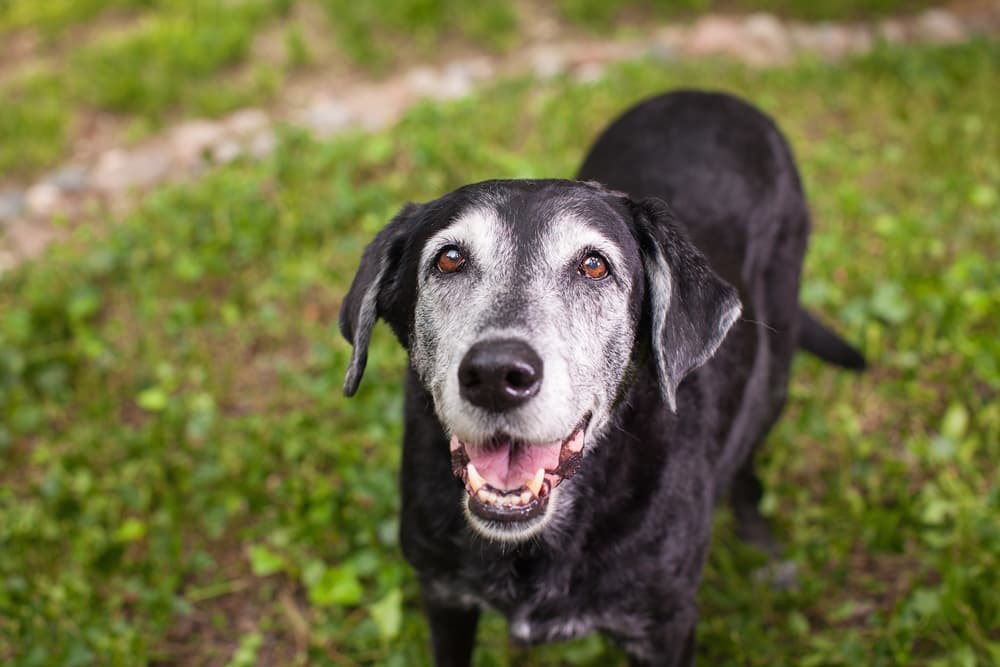 Smiling senior dog looking to camera