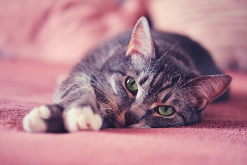 How to Tell If a Cat Is in Pain 8 Signs Great Pet Care