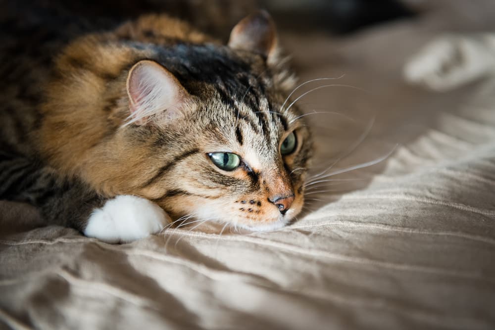 Cat sick laying down on bed