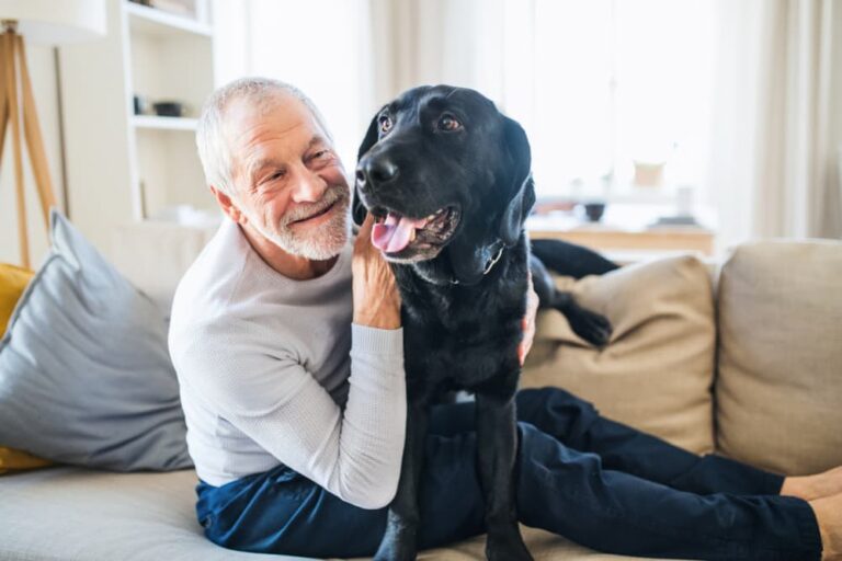 Old Dog Peeing in the House 6 Tips to Help Great Pet Care