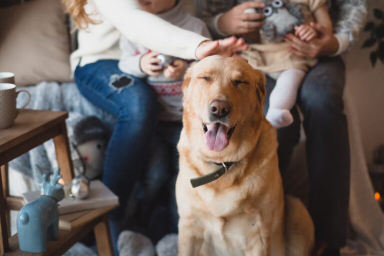 Old Dog Peeing in the House 6 Tips to Help Great Pet Care