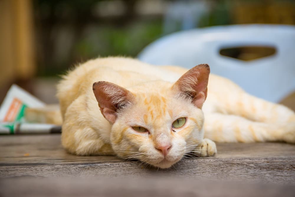 Cat resting with face on back deck