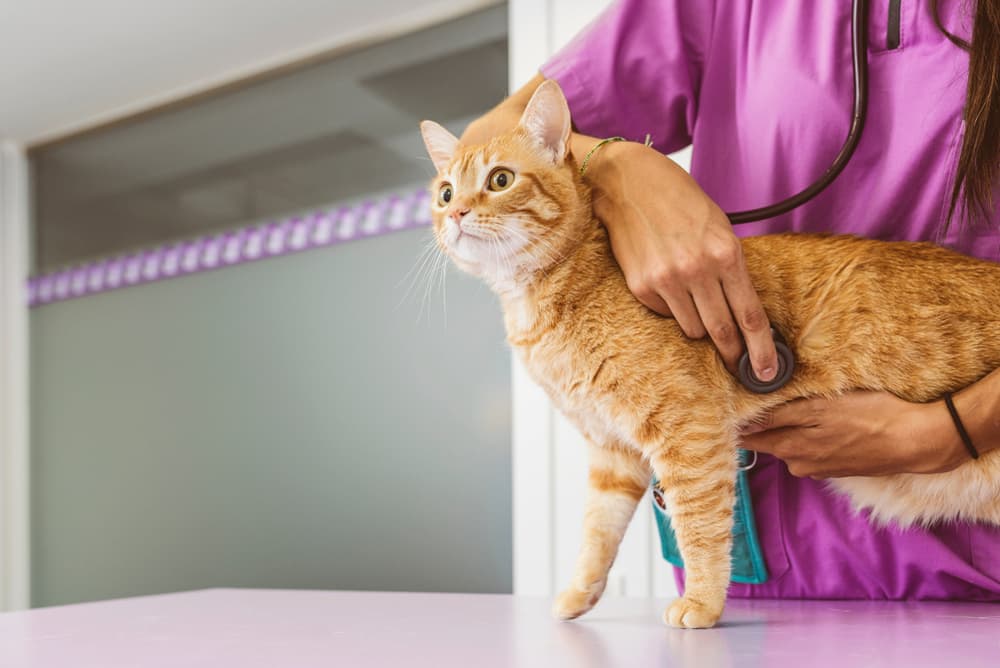 Veterinarian listens to cat's heart