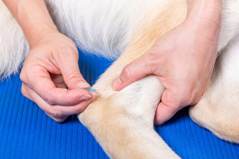 Acupuncture for Dogs Great Pet Care