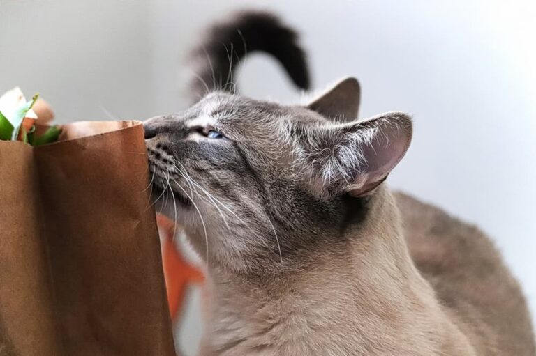 What Smells Do Cats Love? | Great Pet Care