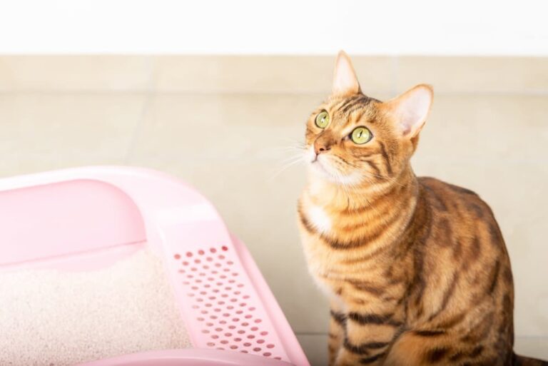 Cat sitting next to litter box looking up