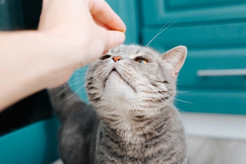 What Smells Do Cats Love? Great Pet Care