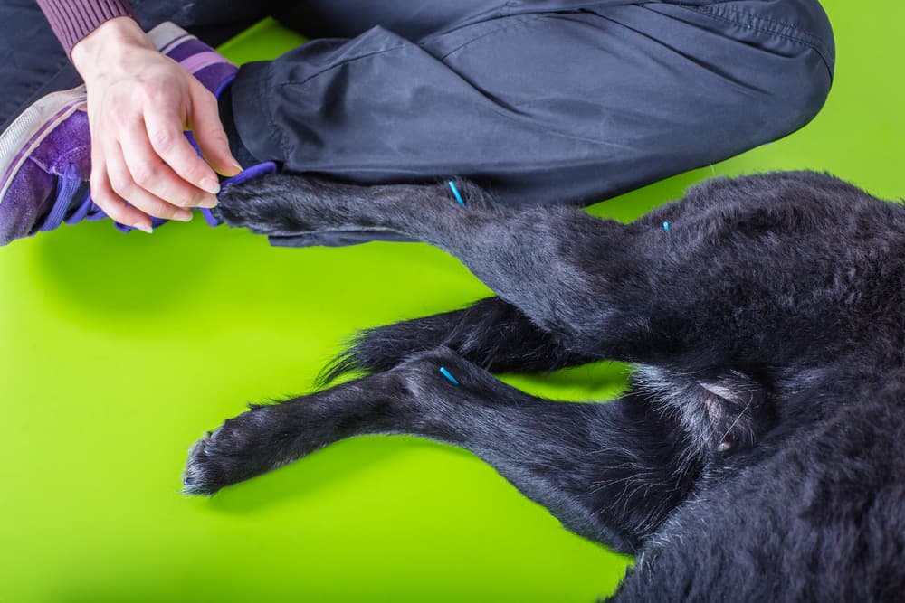 A woman treats a dog with acpuncture