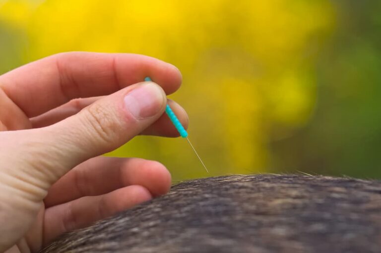 Closeup of a dog receiving acpuncture