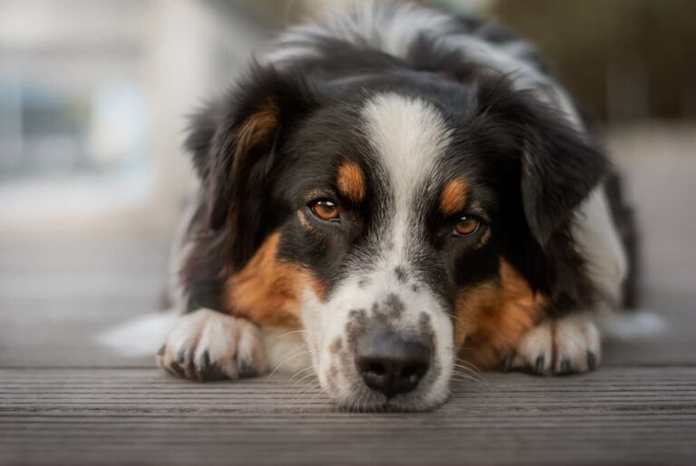 Dog laying down with sad face