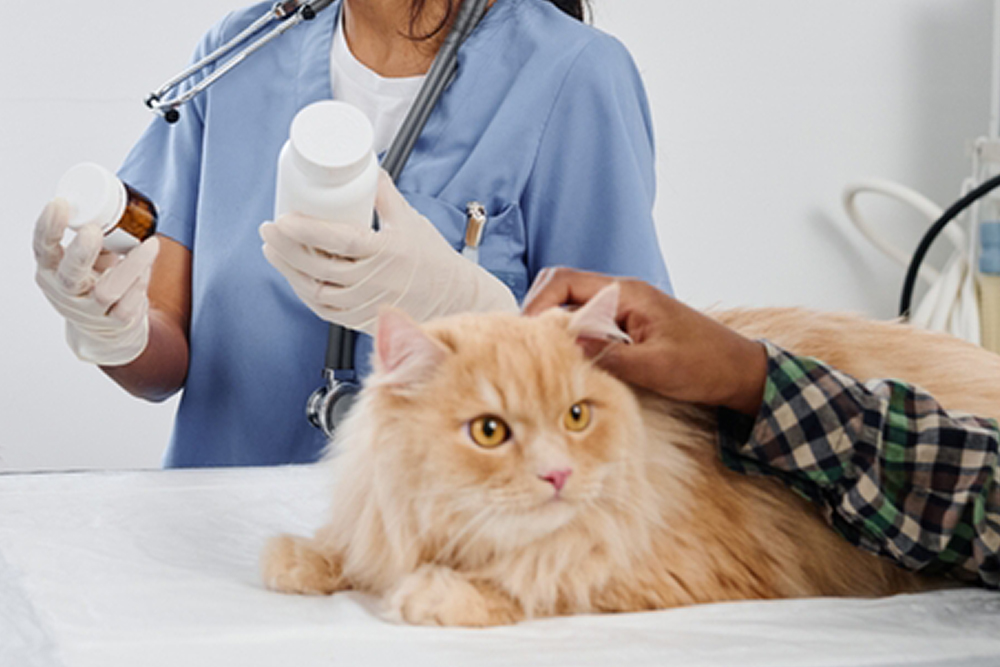 Vet explaining nutritional supplements for senior cats while boy comforts pet